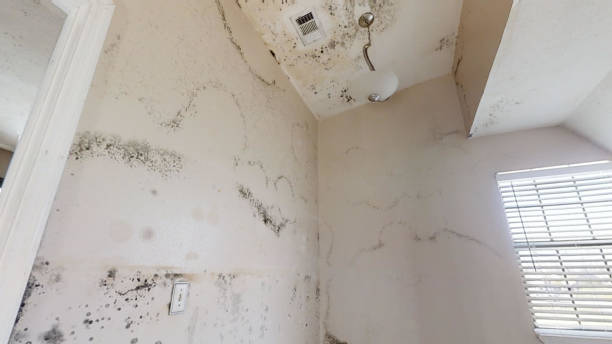 Best Mold Remediation for Healthcare Facilities  in Mcrae Helena, GA