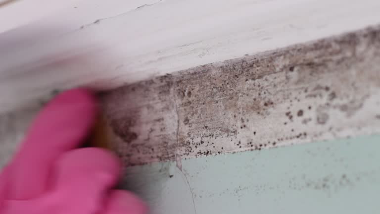 Best Mold Prevention Services  in Mcrae Helena, GA